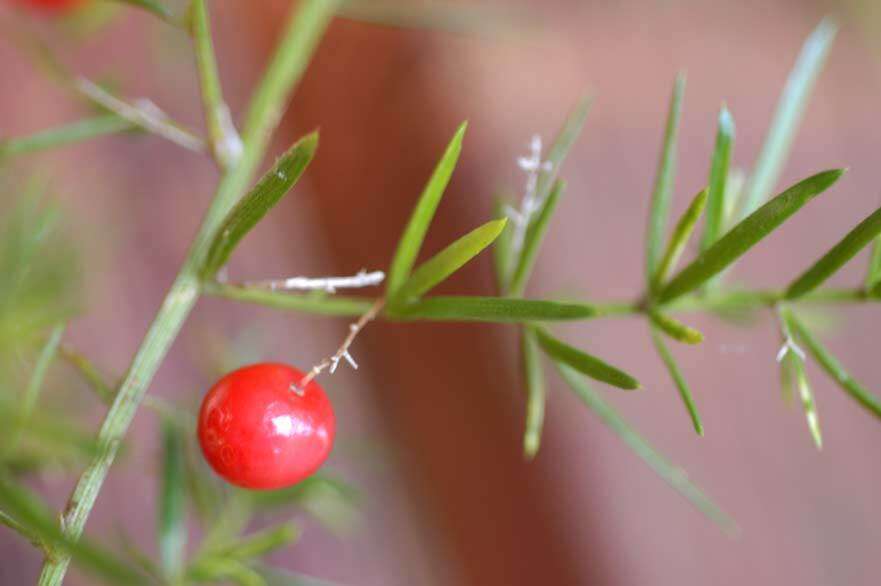 Image de Asparagus densiflorus (Kunth) Jessop