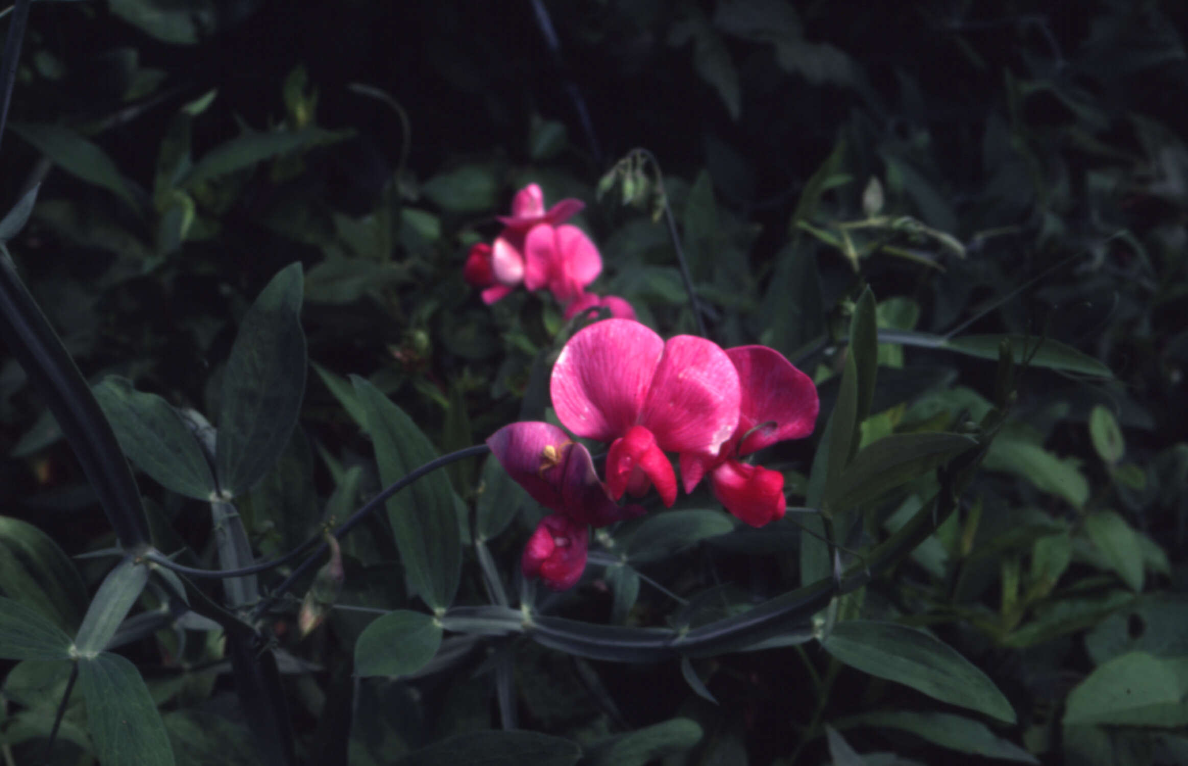 Lathyrus latifolius L. resmi