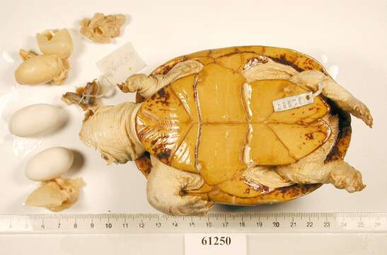 Image of Herrara’s Mud Turtle