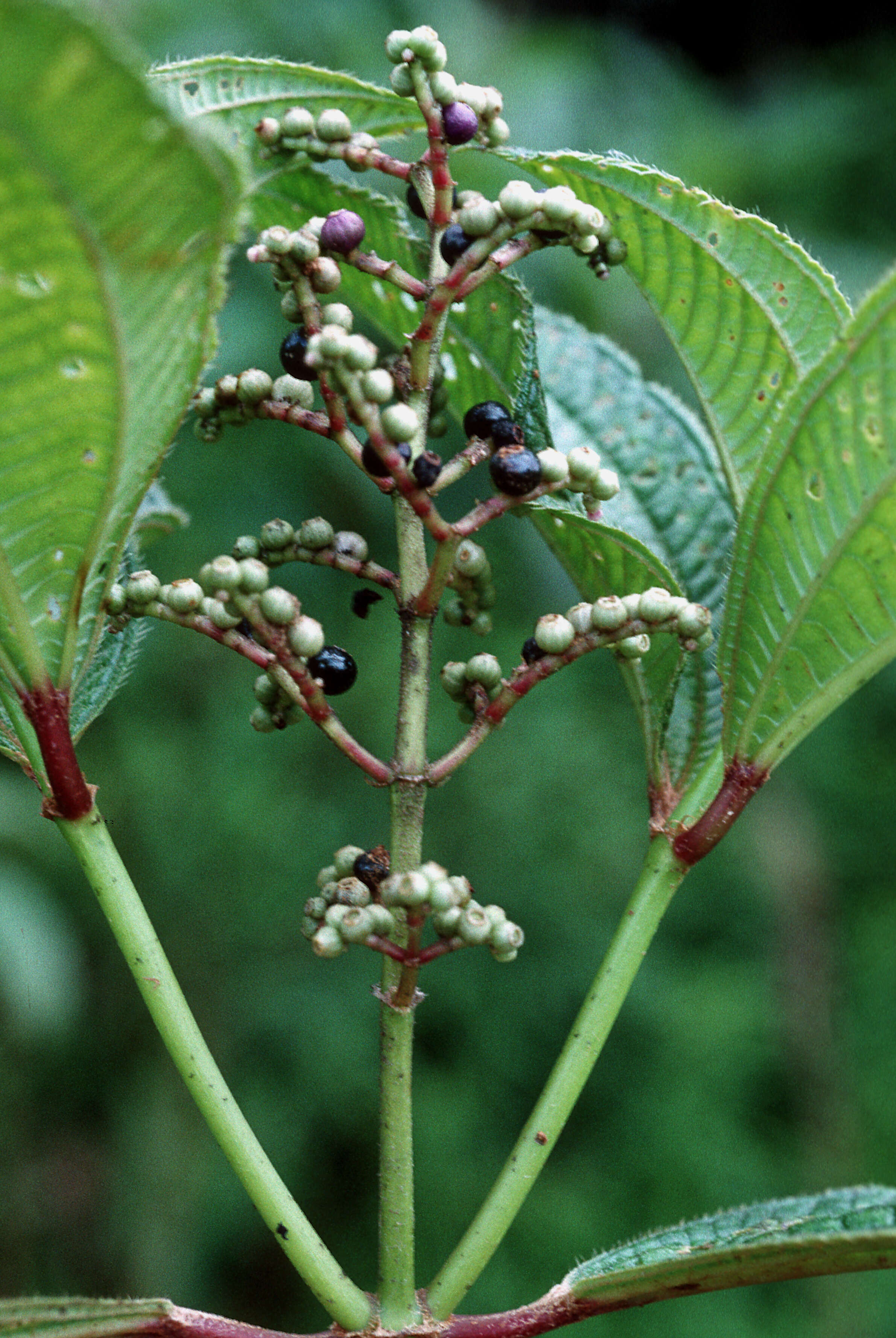 Imagem de Miconia racemosa (Aubl.) DC.