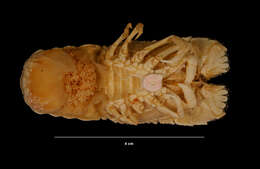 Image of American slipper lobster