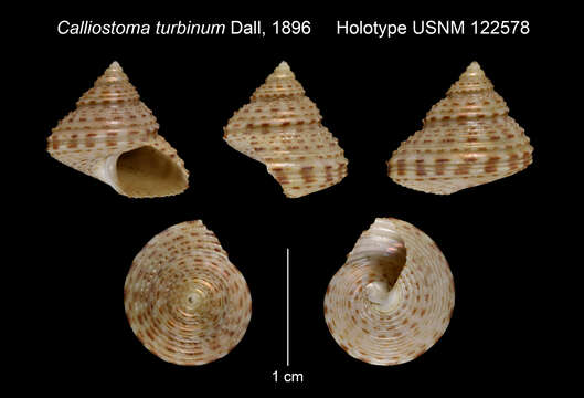 Image of Calliostoma turbinum Dall 1896