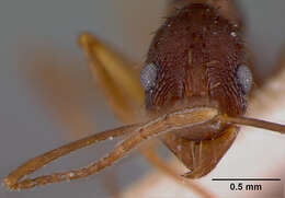 Aphaenogaster honduriana Mann 1922的圖片