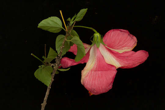 Image of China rose