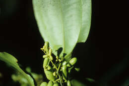 Image of Abuta grandifolia (C. Martius) Sandwith