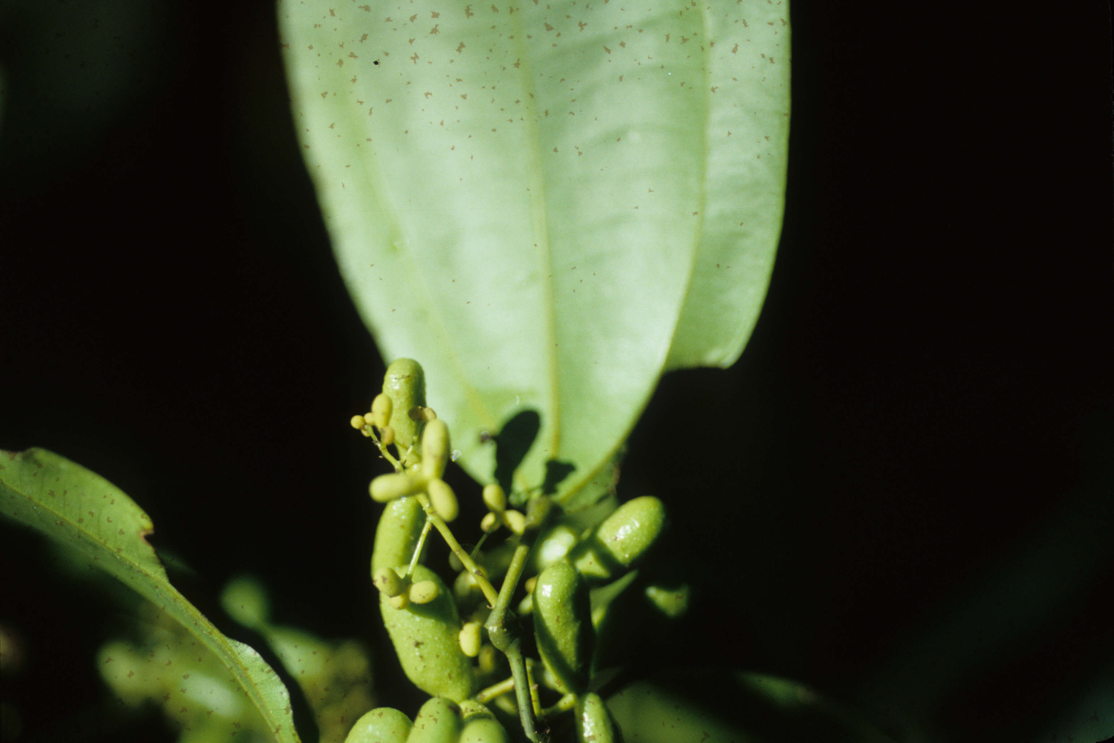 Image of Abuta grandifolia (C. Martius) Sandwith