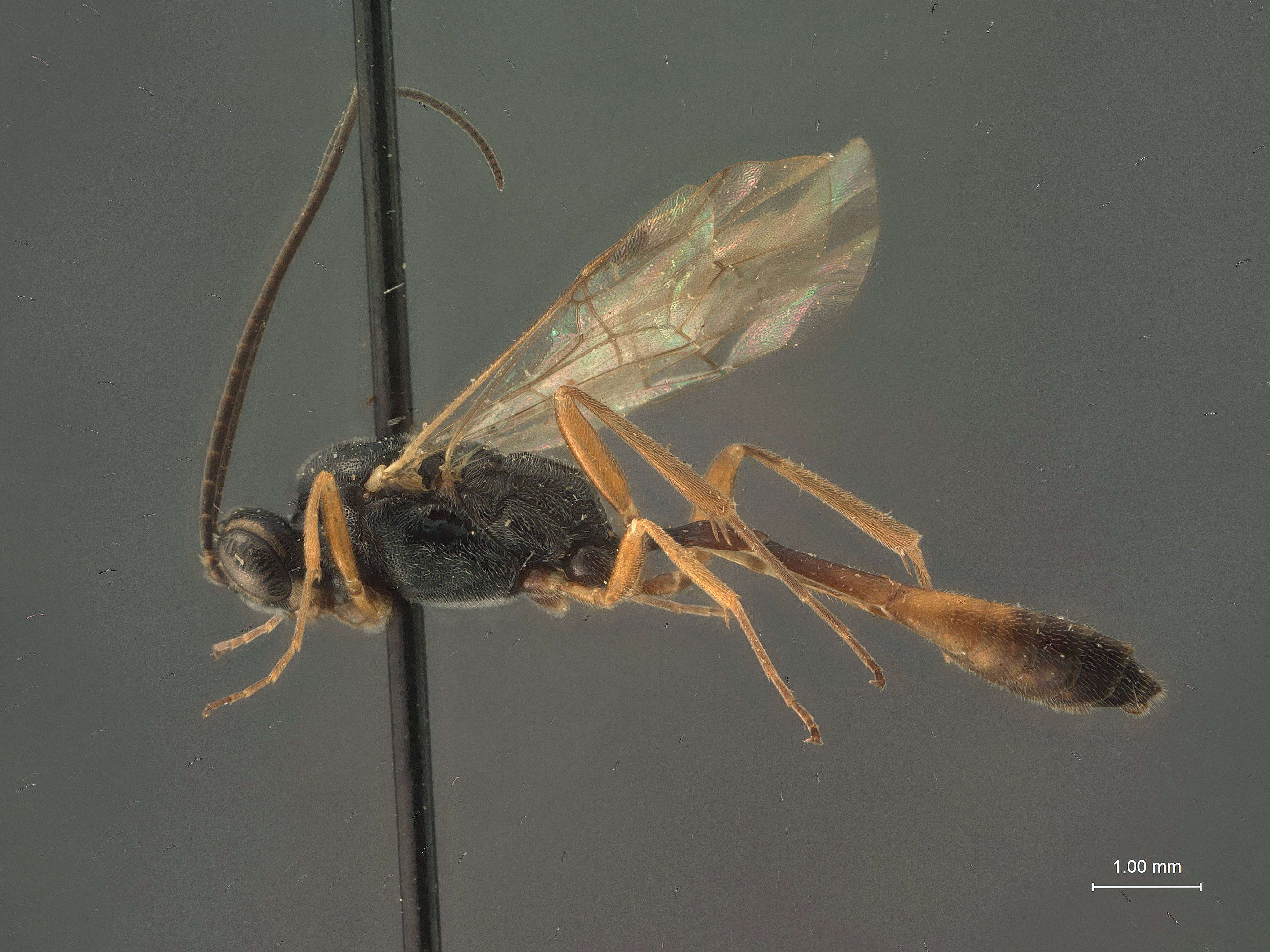 Imagem de Cremastus chrysobothridis Dasch 1979