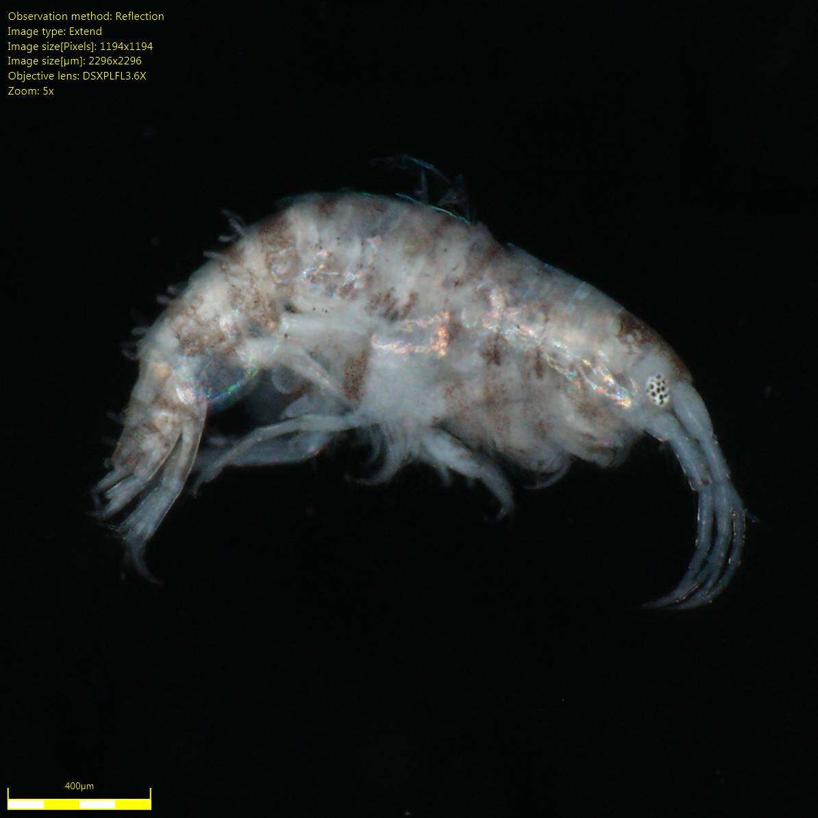 Image of Amphipoda