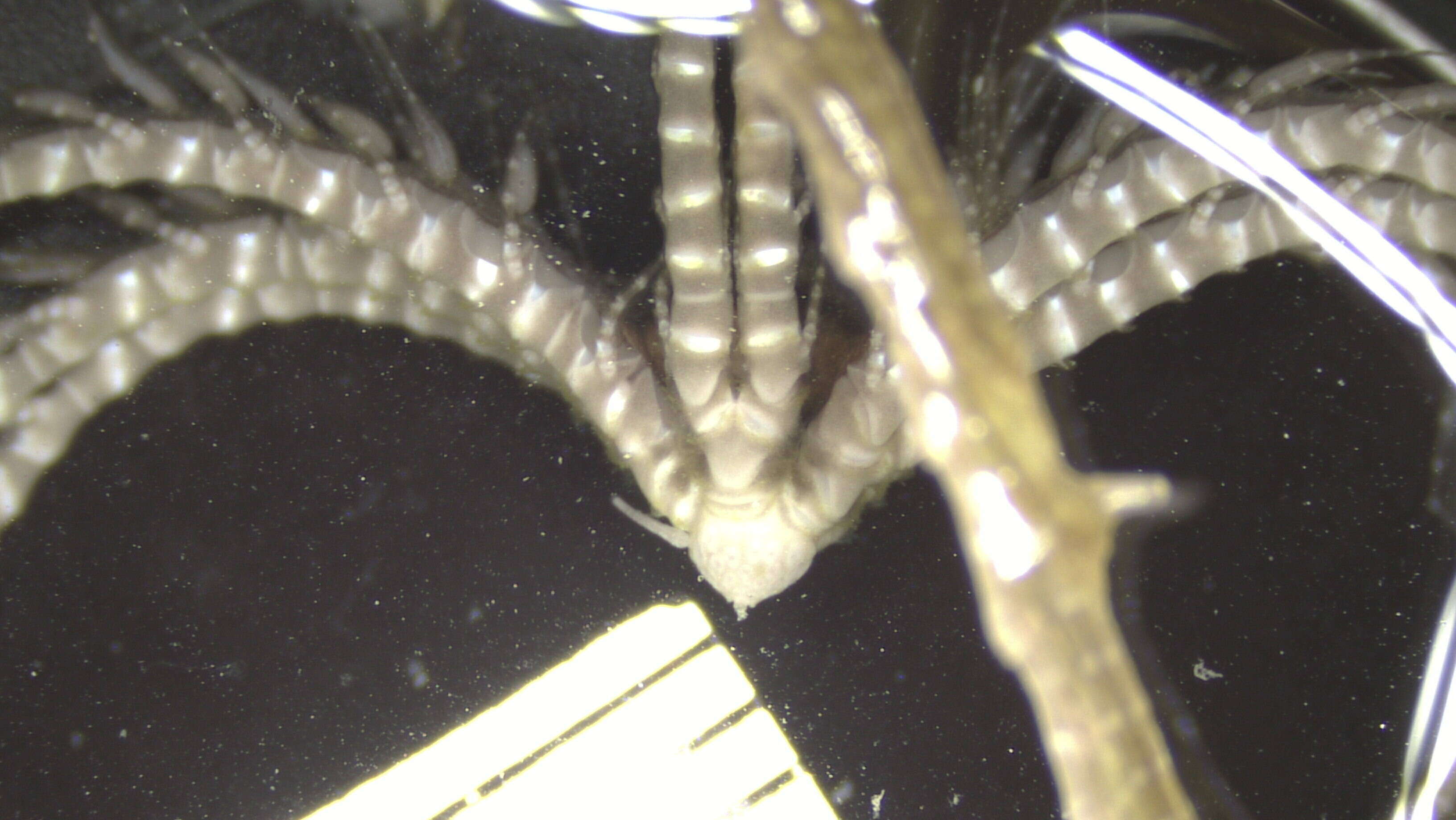 Image of Bathycrinidae