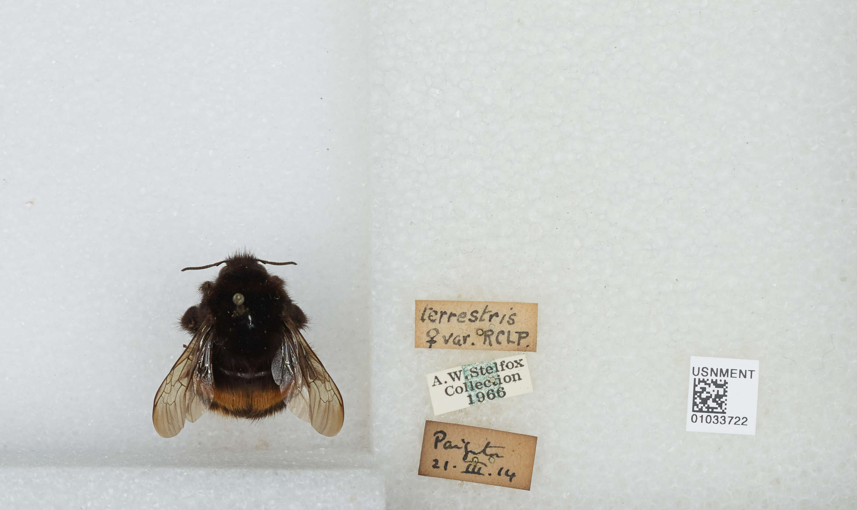 Image of Buff-tailed bumblebee