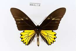 Image of Golden Birdwing