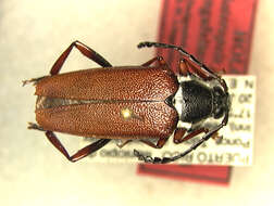 Image of Elateropsis julio Lingafelter & Micheli 2004