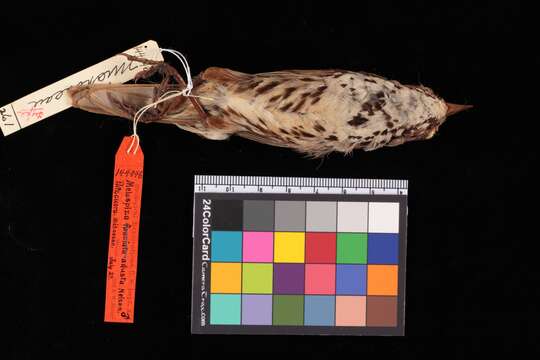 Image of Rio Lerma Song Sparrow