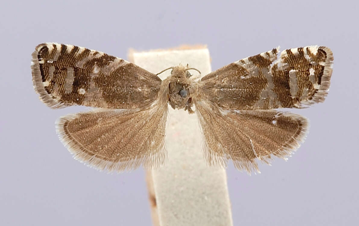 Image of Laspeyresia inopiosa Heinrich