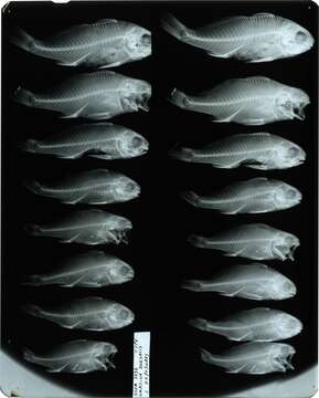 Umbrina dorsalis Gill 1862 resmi