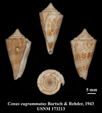 Sivun Conasprella eugrammata (Bartsch & Rehder 1943) kuva