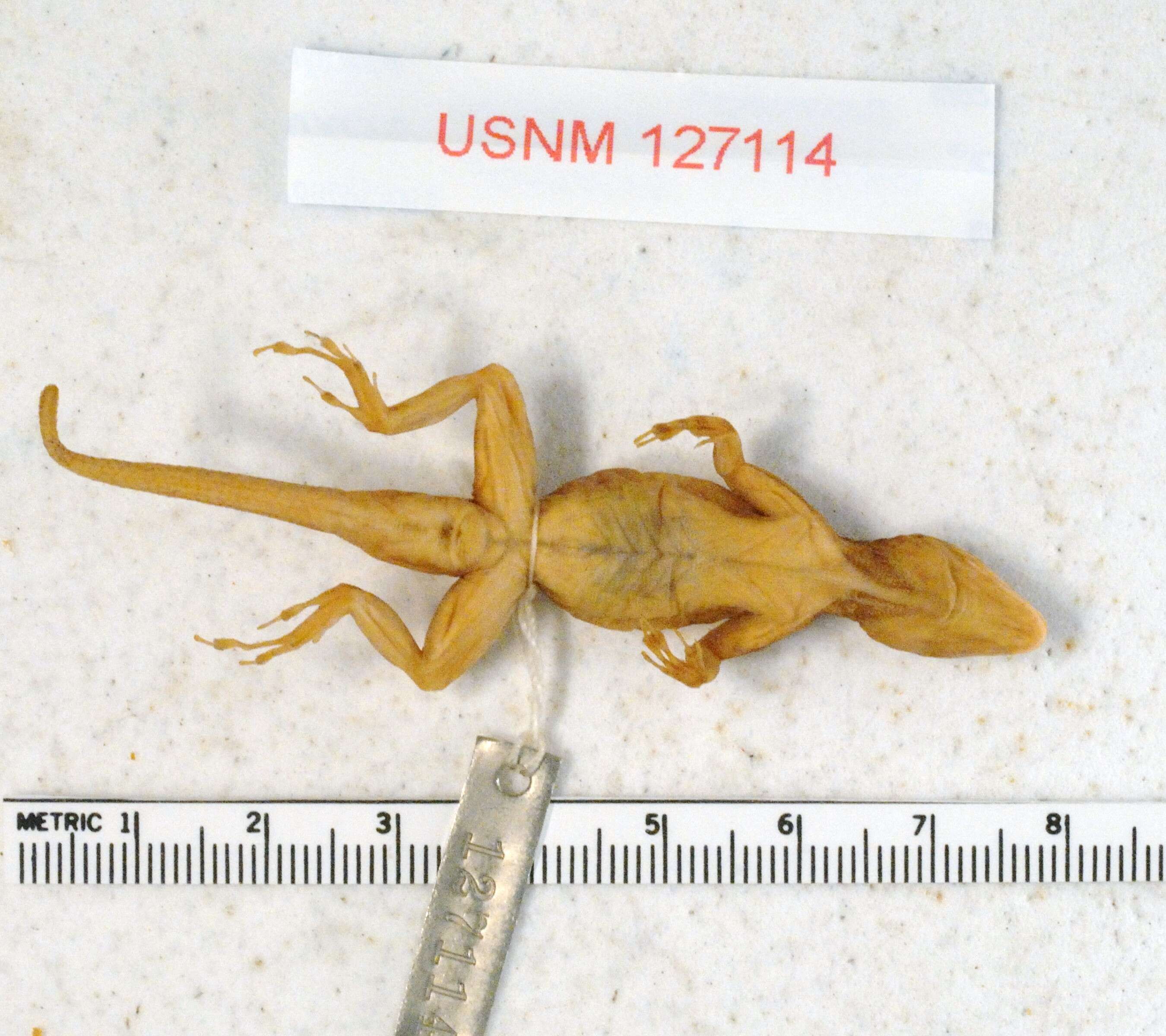 Image of Anolis distichus floridanus Smith & Mccauley 1948