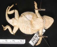 Image of Greater Short-horned Lizard