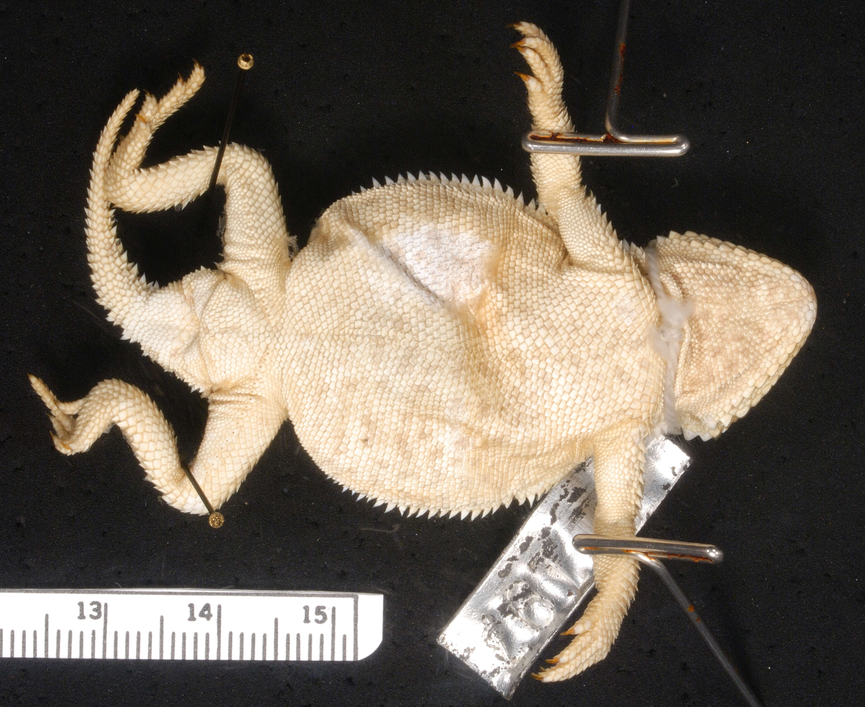 Image of Greater Short-horned Lizard