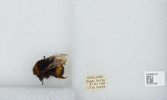 Image of Bombus terrestris audax (Harris 1776)