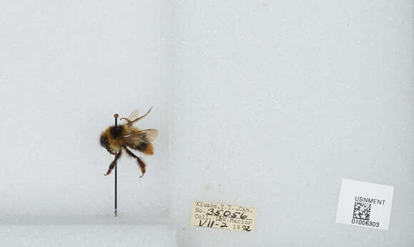 Image of Frigid Bumble Bee