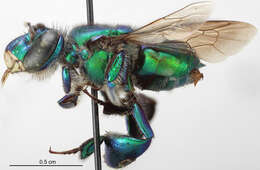 Image de Euglossa viridifrons Dressler 1982