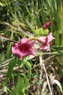 Image of purple allamanda