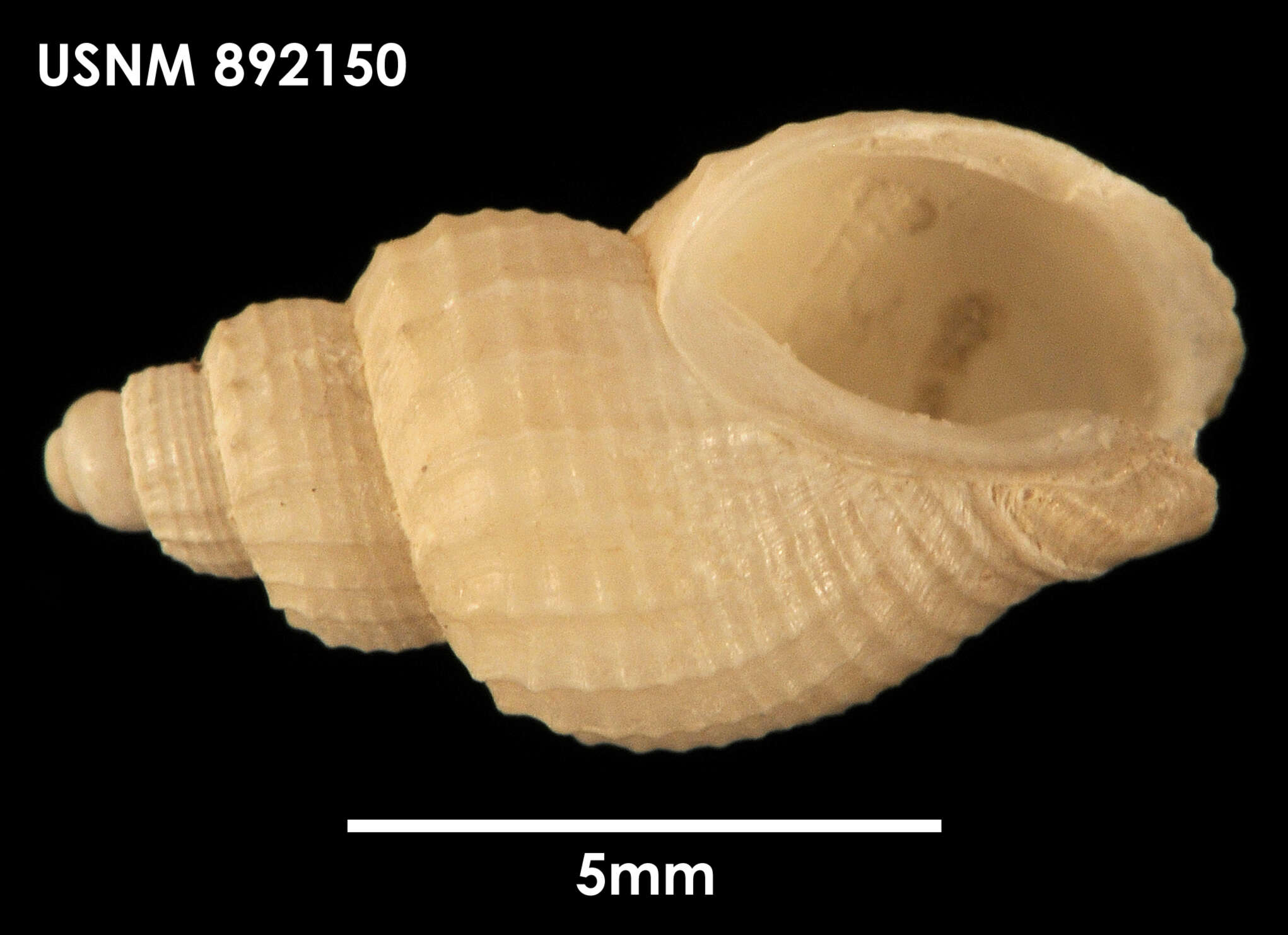 Image de Parabuccinum bisculptum (Dell 1990)