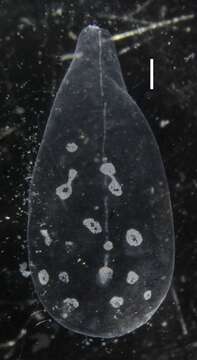 Sivun Apolemia lanosa Siebert, Pugh, Haddock & Dunn 2013 kuva