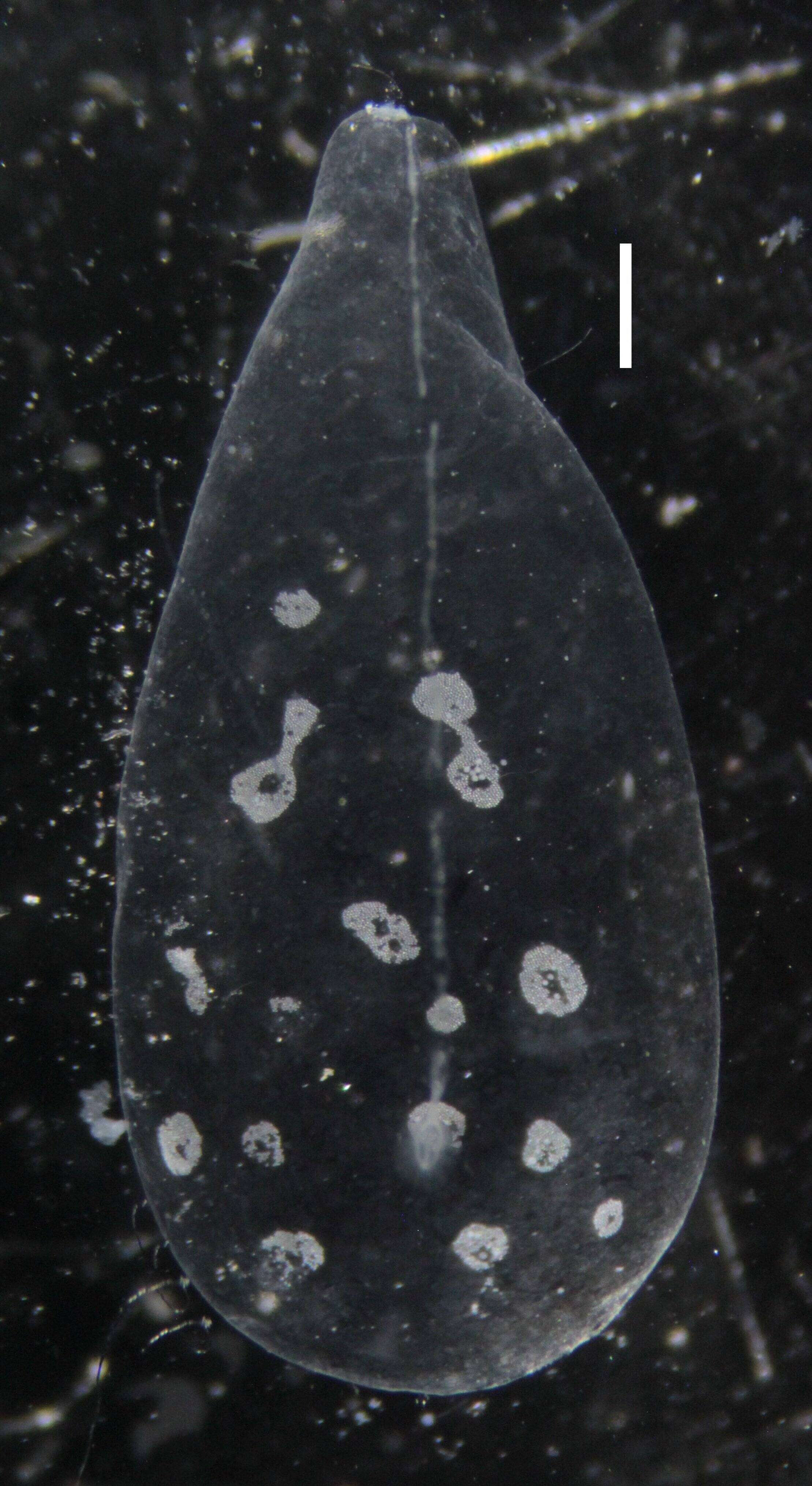 Sivun Apolemia lanosa Siebert, Pugh, Haddock & Dunn 2013 kuva