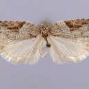 Image of Acleris boscanoides Razowski 1959