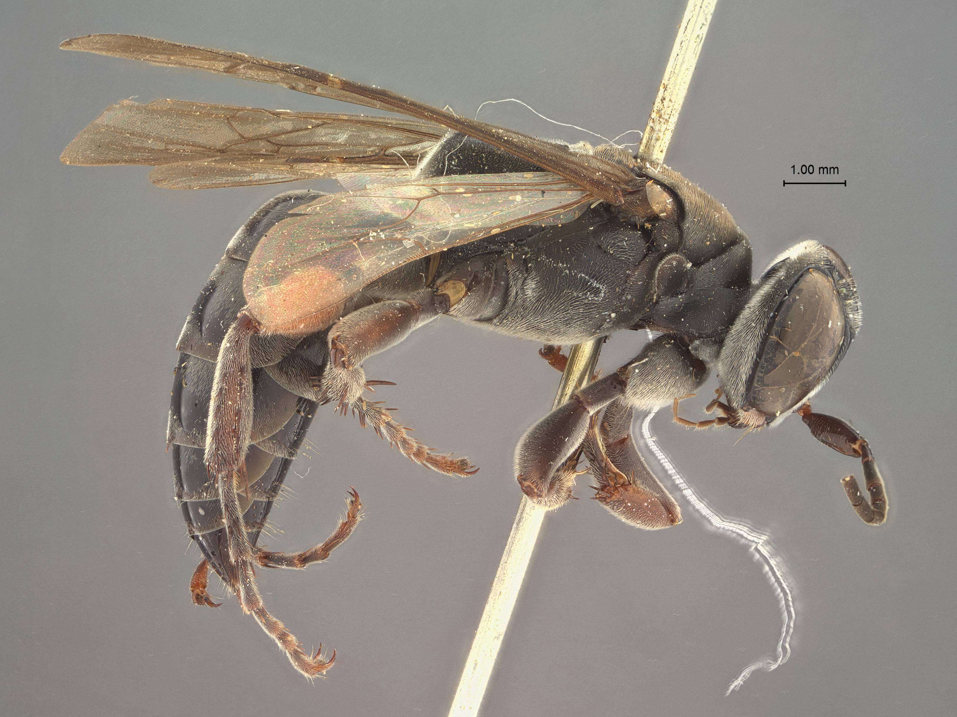 Image of Crabronid wasp