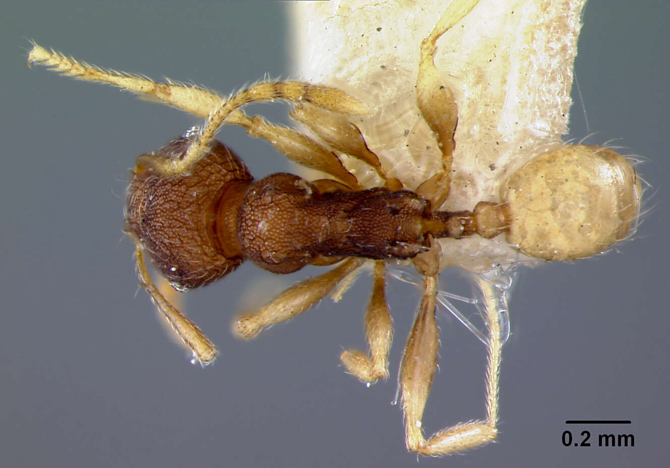 Image of Pheidole nindi Mann 1919