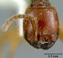 Image of Neivamyrmex chamelensis Watkins 1986