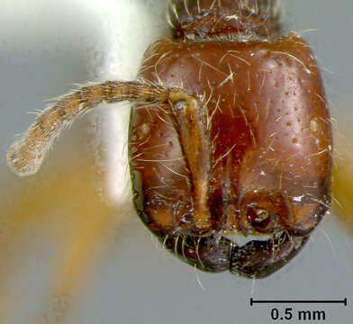 Image of Neivamyrmex chamelensis Watkins 1986