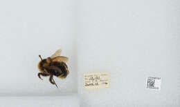 Image de Bombus insularis (Smith 1861)