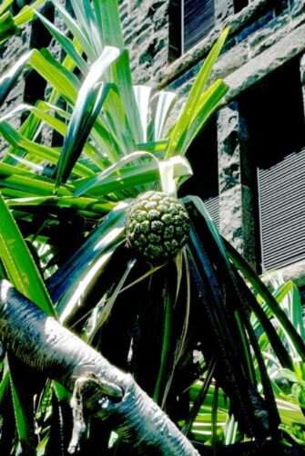 Image of Tahitian screwpine