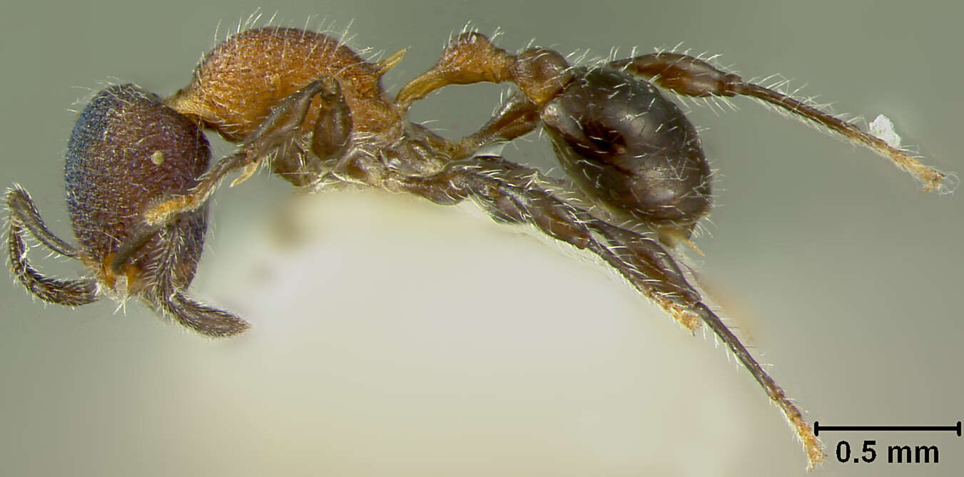 Image of Leptothorax gibbifer Baroni Urbani 1978