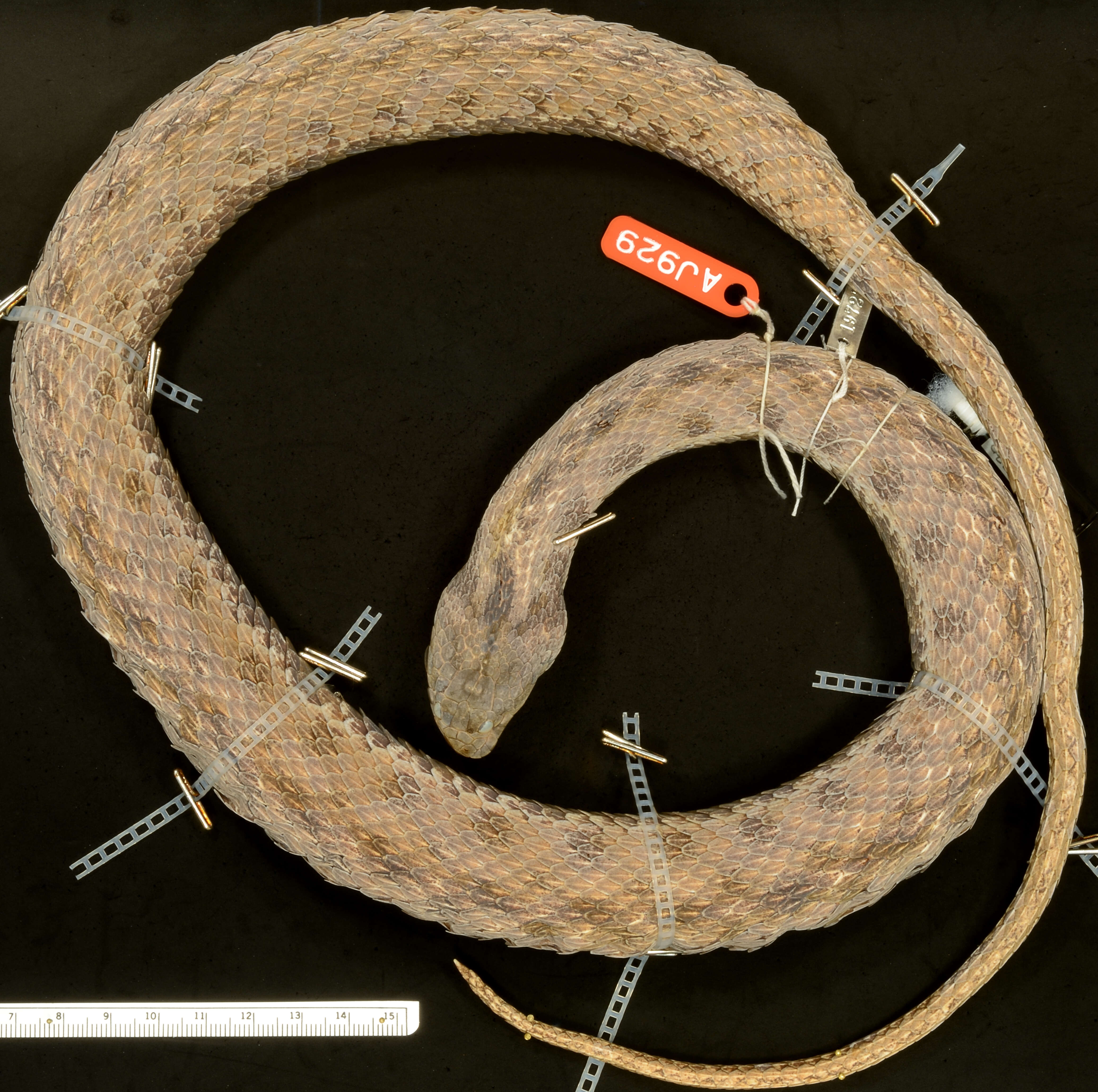 Image of Norman's Keelback