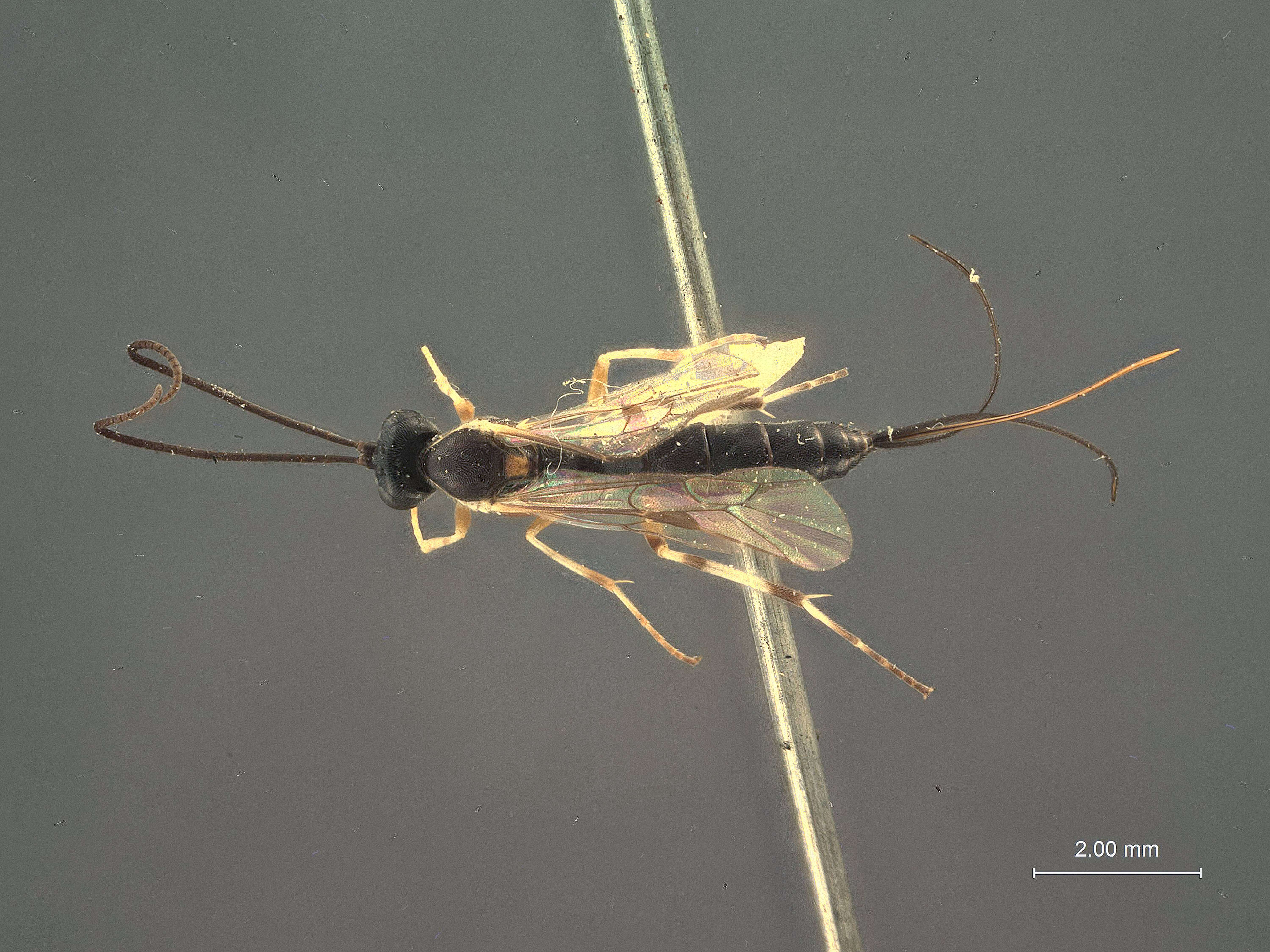 Image de Glypta mutica Cushman 1919