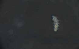 Image of Glyceridae
