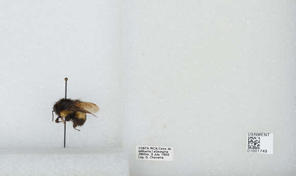 Bombus ephippiatus Say 1837 resmi