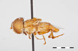 Imagem de Eristalinus rufus (Goot 1964)