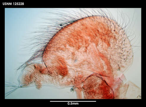 Image of Lepas (Anatifa) australis Darwin 1851