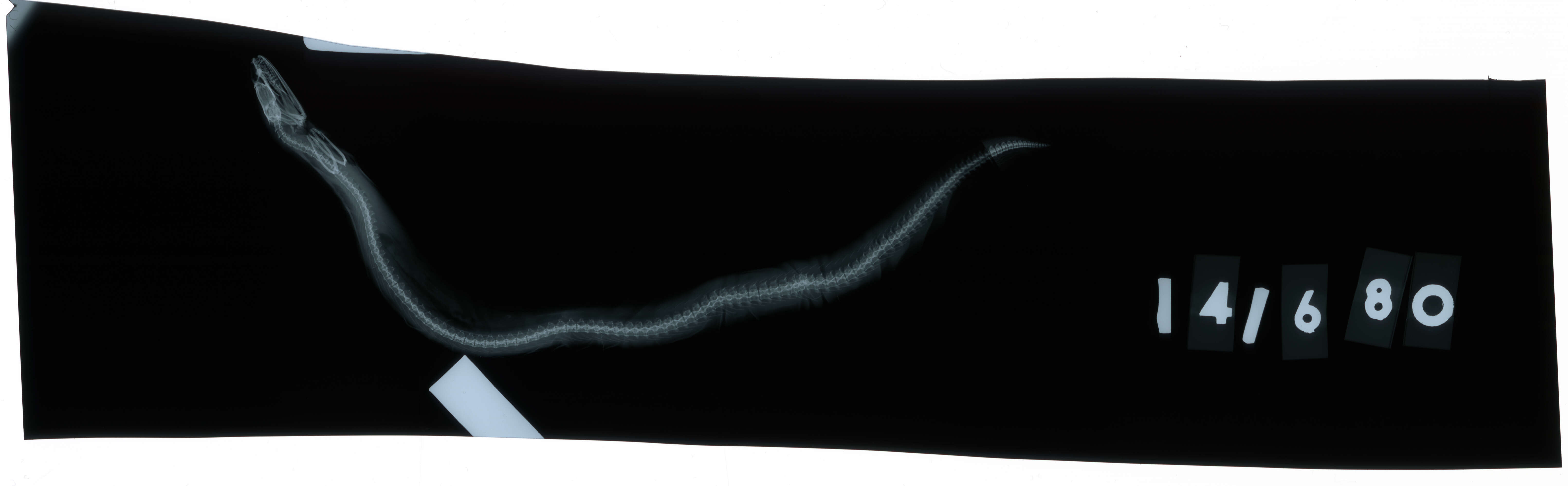 Image of Brown snake moray