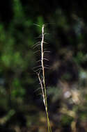 Pseudoroegneria spicata (Pursh) Á. Löve resmi