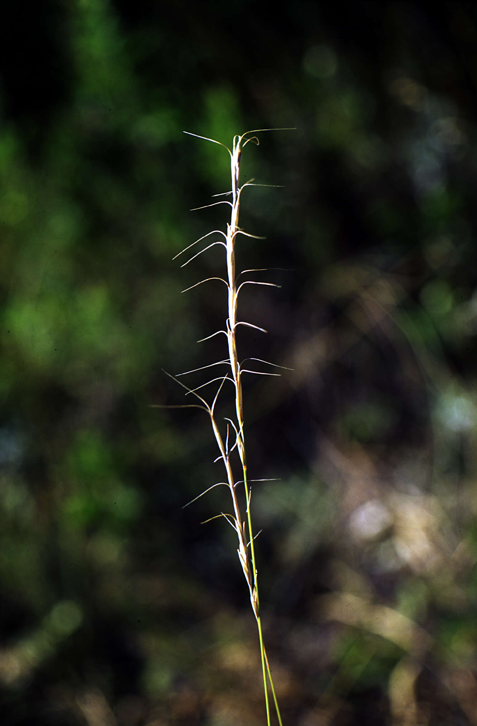 Pseudoroegneria spicata (Pursh) Á. Löve resmi