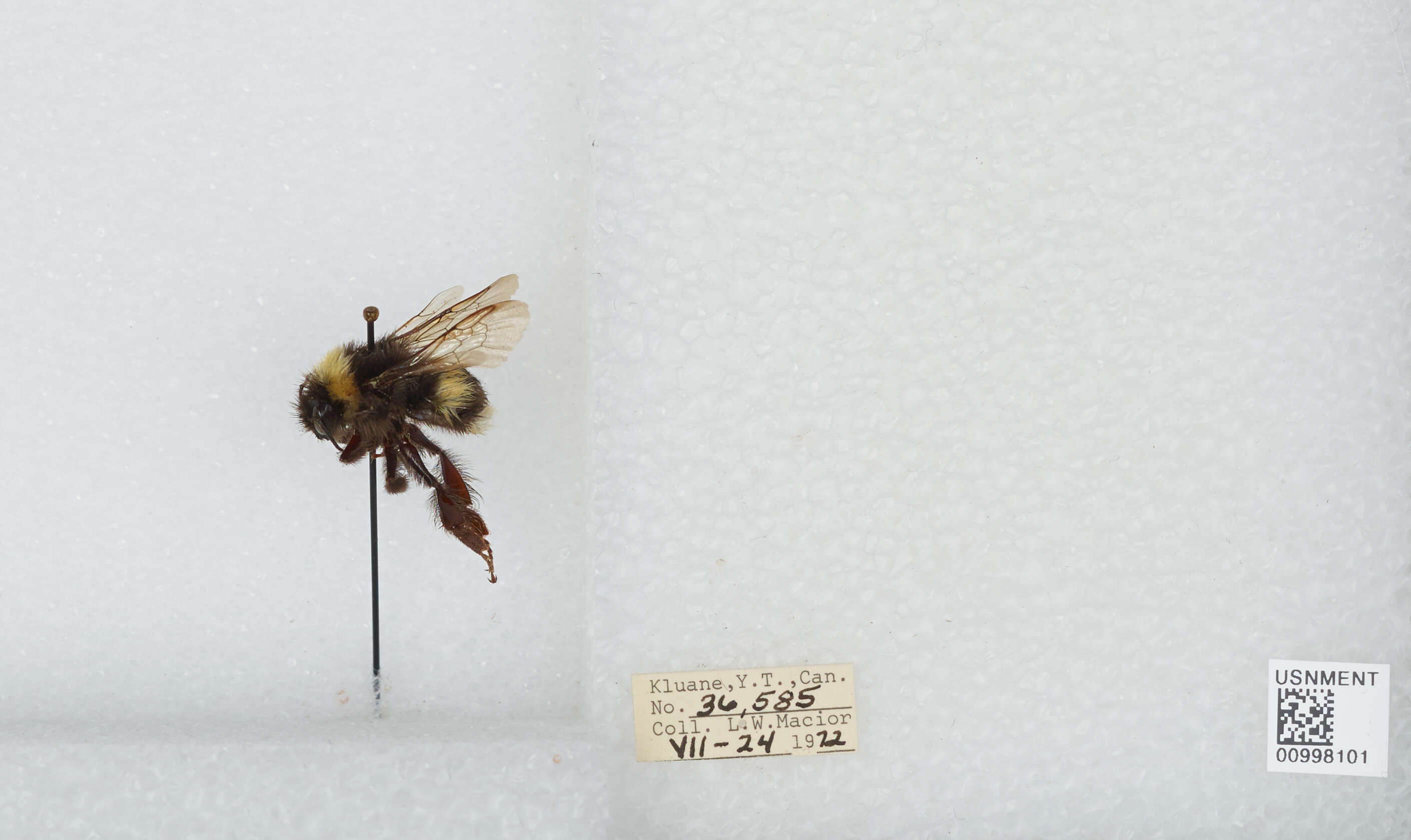 Image of White-tailed bumblebee