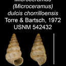 Imagem de Microceramus dulcis chorrilloensis C. Torre & Bartsch 2008