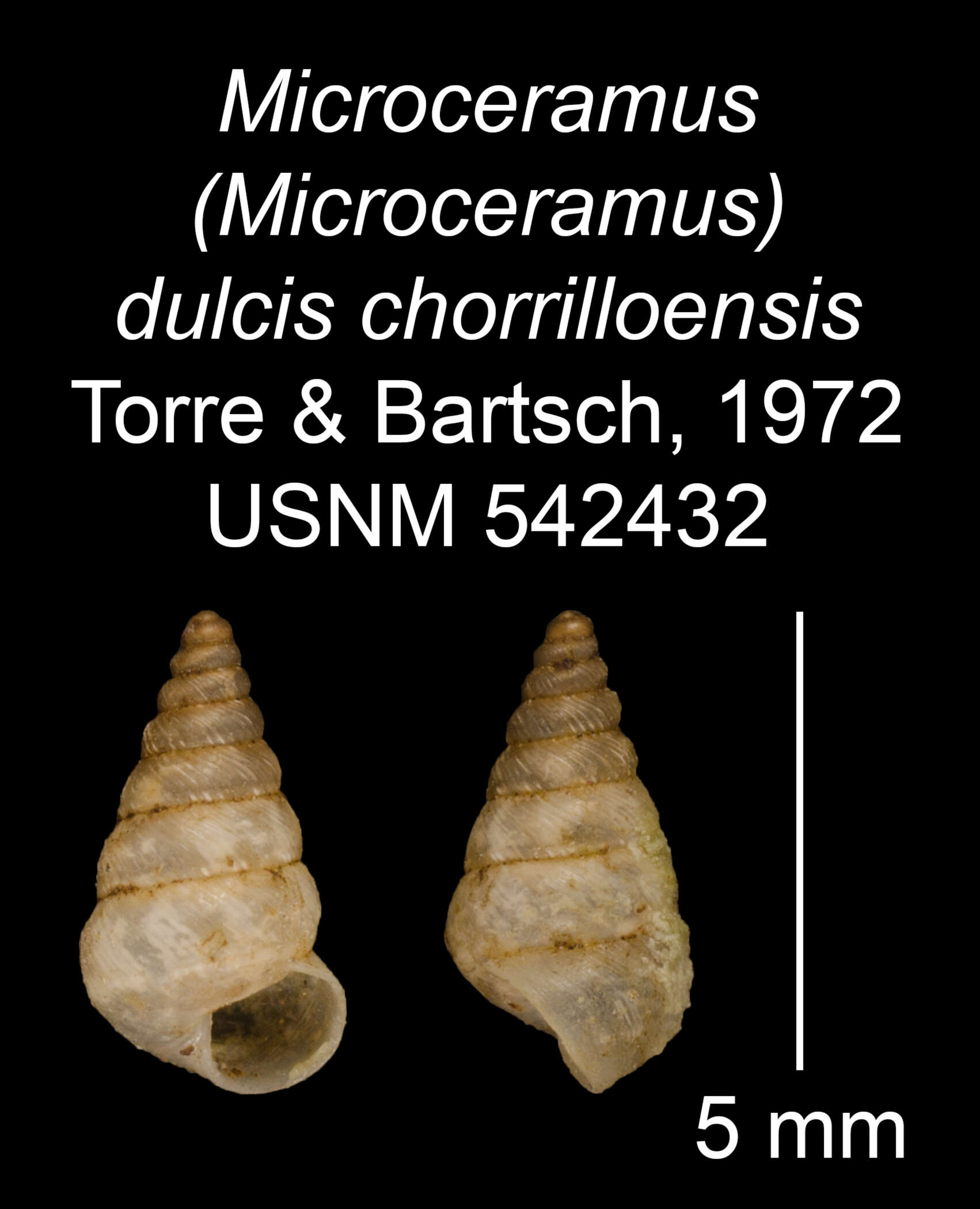 Imagem de Microceramus dulcis chorrilloensis C. Torre & Bartsch 2008